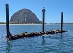See Morro Bay Seals, Morro Bay, California