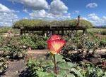 Visit Inez Grant Parker Memorial Rose Garden, Balboa Park, San Diego, California