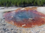 See Echinus Geyser, Norris Geyser Basin, Yellowstone National Park, Wyoming