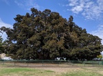 See Moreton Bay Fig Tree (Balboa Park), San Diego, California