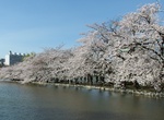 See Cherry Blossoms in Ueno Park, Tokyo, Japan