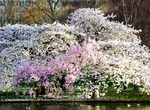 See Cherry Blossoms in St James's Park, Westminster, London, England