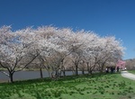 See Cherry Blossom along Kelly Drive (Fairmount Park), Philadelphia, Pennsylvania