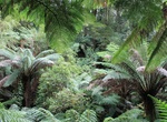 Explore Melba Gully State Park, Victoria, Australia