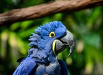 Visit Macaw Recovery Network, Costa Rica