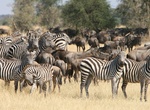 Explore Serengeti National Park, Tanzania (UNESCO site)