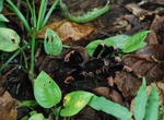 Visit Tarantulas Way, Limon, Costa Rica