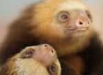 Visit Sloth Sanctuary of Costa Rica, Limon, Costa Rica