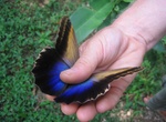 Visit Mariposario Butterfly Garden, Montezuma, Costa Rica