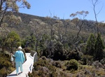 Hike Pandani Grove Nature Walk, Mount Field National Park, Tasmania