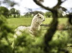 Visit Alpakafarm, Pärnu, Estonia