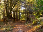 Explore The Forest of Nisene Marks State Park, Santa Cruz, California