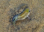 See Salt Creek Pupfish, Death Valley National Park