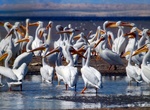 Birding at Salton Sea, California