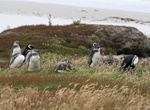 See Magellan Penguins in Gypsy Cove (Yorke Bay), Falkland Islands