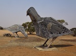 See Giant Mallee Fowl, Patchewollock, Victoria, Australia