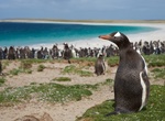 Visit Bleaker Island, Falkland Islands