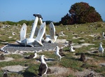 Visit Turtle Beach Anchors, Midway Atoll, Northwestern Hawaiian Islands