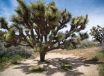 Hike Panorama Loop Trail, Joshua Tree National Park, California