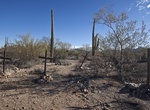 Visit Silver Bell Cemetery, Ironwood Forest National Monument, Arizona