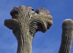 See a Saguaro Cristate Crown