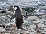 Visit King George Island (South Shetland Islands), Antarctica