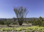 Visit Ocotillo Patch, Joshua Tree National Park, California