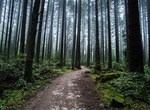 Explore Pacific Spirit Regional Park, Vancouver, British Columbia