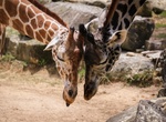 Visit Cameron Park Zoo, Waco, Texas