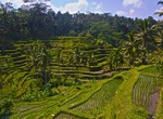 Visit Tegalalang Rice Terrace, Bali, Indonesia