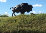 See Bronze Buffalo, Sapulpa, Oklahoma