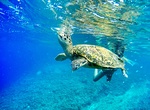 Visit Turtle Conservation and Education Centre, Bali, Indonesia