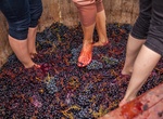 Go Grape Stomping