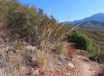 Hike Agua Caliente Creek Trail, Warner Springs, California
