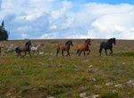 See Pryor Mountain Mustang's, Montana