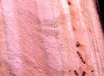 See Pool Creek Petroglyphs, Dinosaur National Monument, Colorado