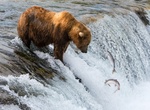 See Brown Bears Fishing for Salmon at Brooks Falls, Katmai National Park, Alaska
