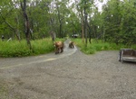 Visit Brooks Camp Visitor Center, Katmai National Park, Alaska