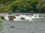 Explore Katmai National Park, Alaska