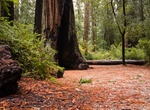 See Mother of the Forest Redwood Tree, Big Basin Redwoods State Park, California