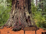 See Father of the Forest Redwood Tree, Big Basin Redwoods State Park, California