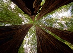 Explore Big Basin Redwoods State Park, Santa Cruz, California