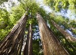 Hike Redwood Trail, Big Basin Redwoods State Park, California