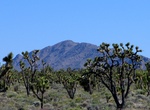 Explore Cima Dome & Joshua Tree Forest, California