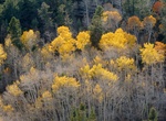 Camp at Lower Lehman Creek Campground, Great Basin National Park, Nevada