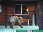 Stay at Brooks Lodge, Katmai National Park and Preserve, Alaska