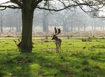 Stroll Bushy Park, London