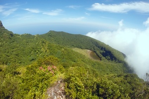 Mushukdagi Dikning yaqindan surati, juda qiyin. Silikon chaqaloqlar bilan jinsiy aloqa