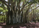 See Kawela Bay Banyan Tree, Kawela Bay Beach Park, Oahu, Hawaii
