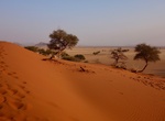 Explore Elim Dunes, Namib-Naukluft National Park, Namibia